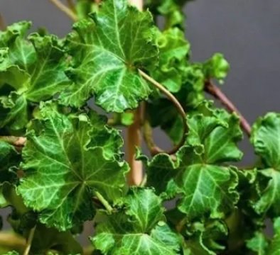 Плющ звичайний ‘Parsley Crested’