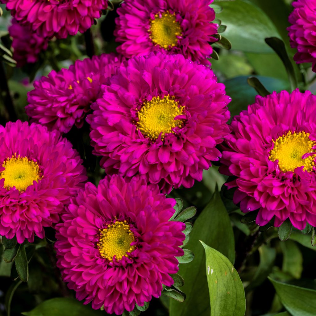 Астра китайская ‘Matsumoto Rose’, cемена