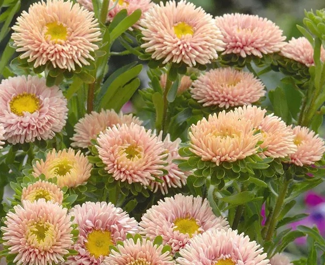 Айстра китайська ‘Matsumoto Apricot’, насіння