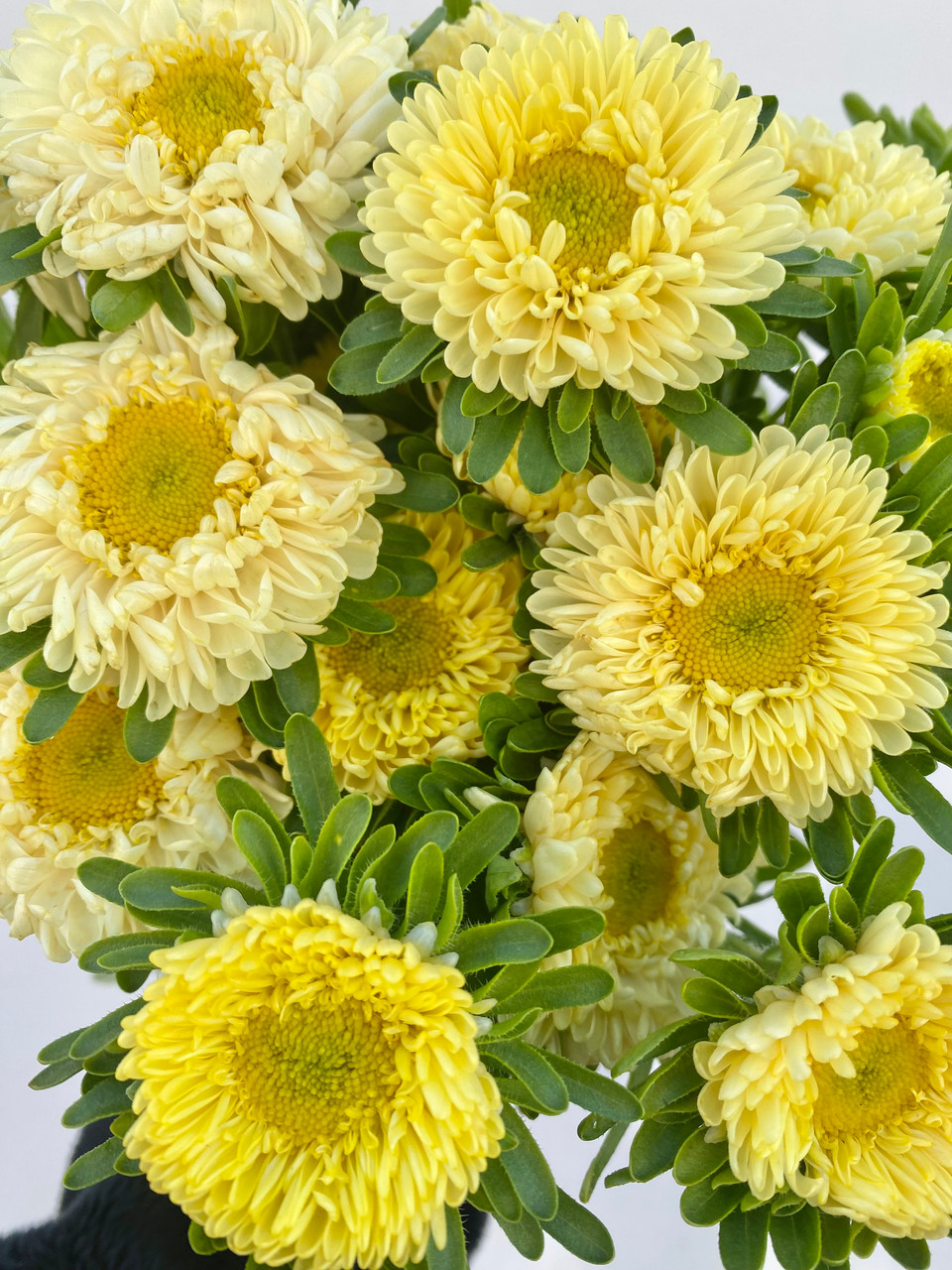 Айстра китайська ‘Matsumoto Yellow’, насіння