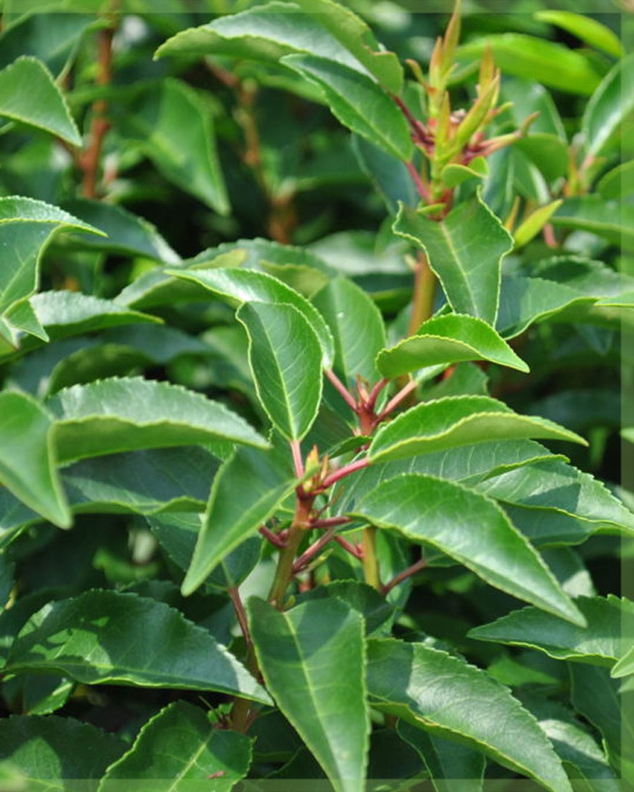 Лавровишня лікарська ‘Angustifolia’, насіння
