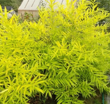 Верба вузьколиста ‘Golden Sunshine’