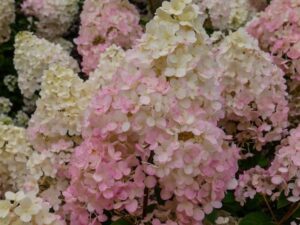 Гортензія волотиста ‘Living Touch of Pink’, контейнер 2 літра