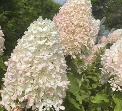 Гортензия метельчатая ‘Magical Sweet Summer’