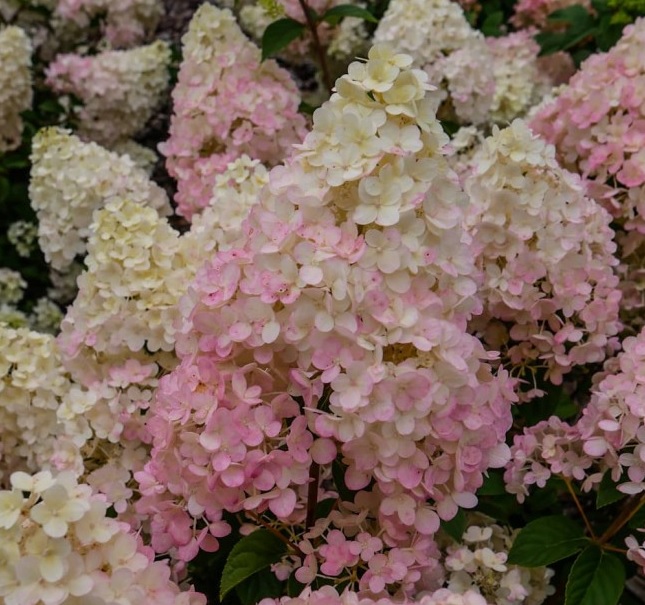 Гортензия метельчатая ‘Living Touch of Pink’, контейнер 2 литра