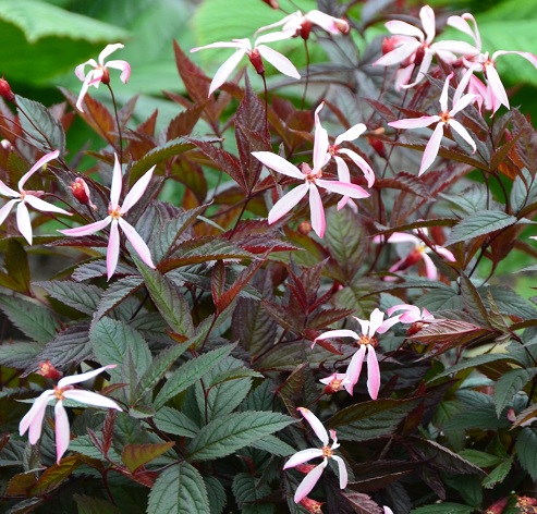 Гилления ‘Pink Profusion’