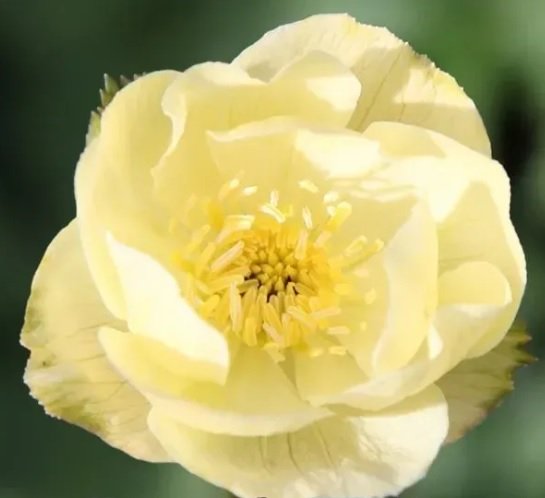Купальниця культурна ‘Alabaster’