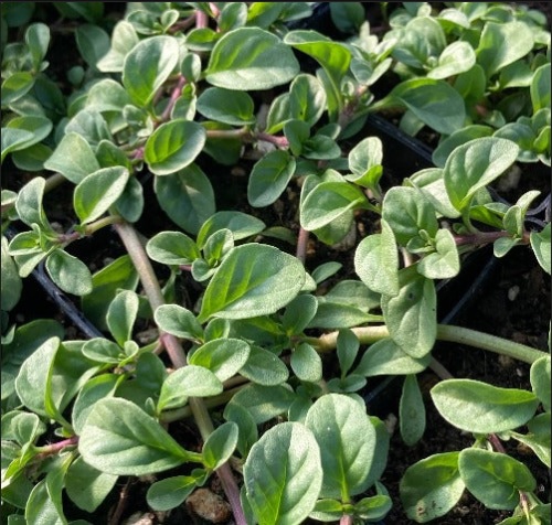 М’ята болотяна ‘Pennyroyal’