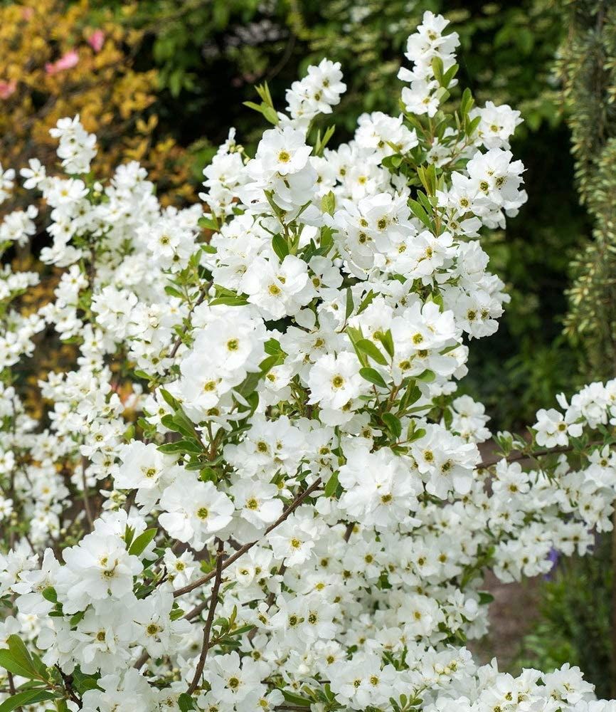 Екзохорда китицеподібна ‘Magical Springtime’