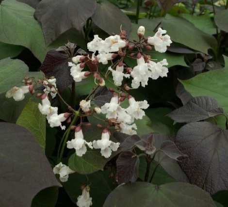 Катальпа краснеющая ‘Purpurea’