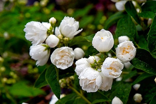 Чубушник вінцевий ‘Bouquet Blanc’