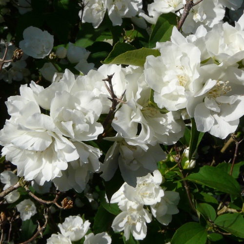 Чубушник вінцевий ‘Bouquet Blanc’
