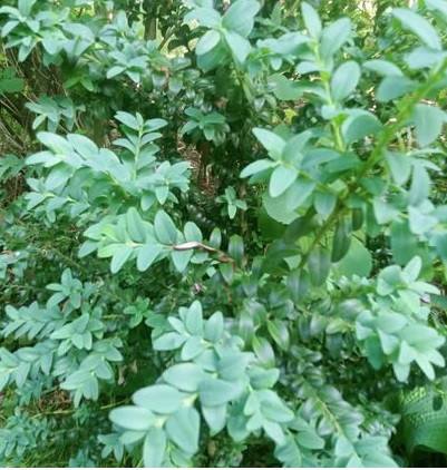 Самшит вічнозелений ‘Glauca’