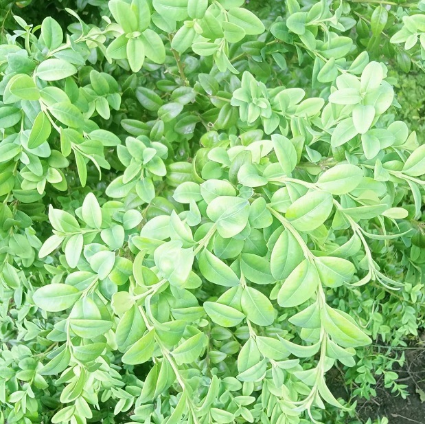 Самшит вічнозелений ‘Notata’