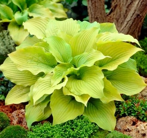 Хоста ‘Piedmont Gold’