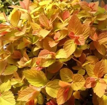 Спірея японська ‘Zen Spirit Caramel’