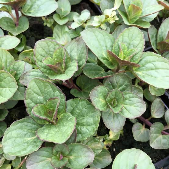 М’ята бергамотова ‘Одеколон’